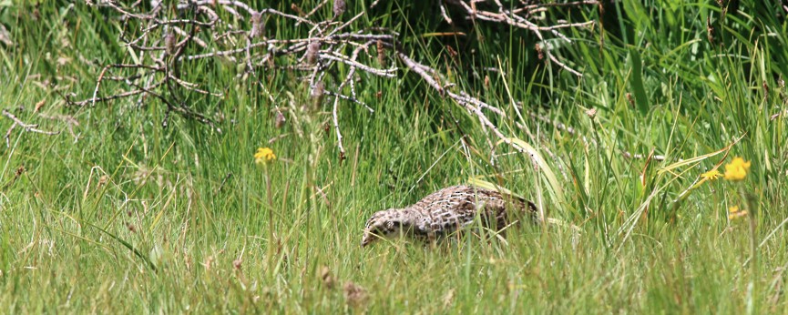 Sooty Grouse - ML31401281