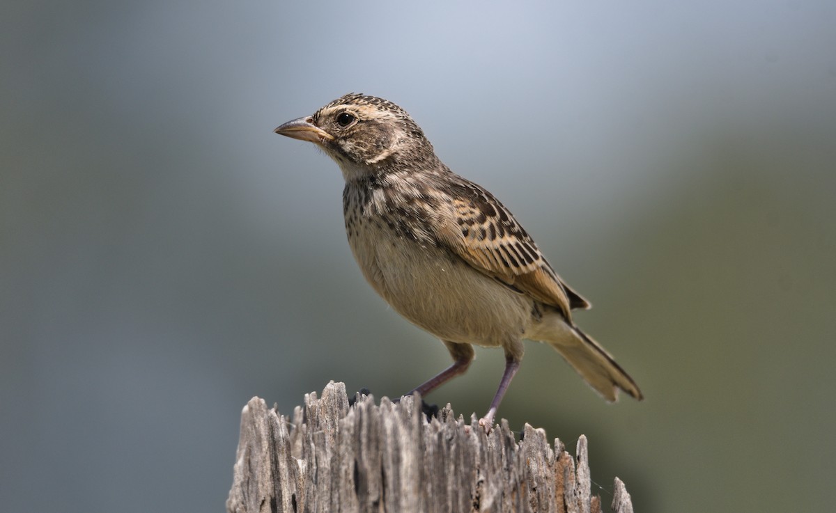 Singing Bushlark (Australasian) - Nik Mulconray