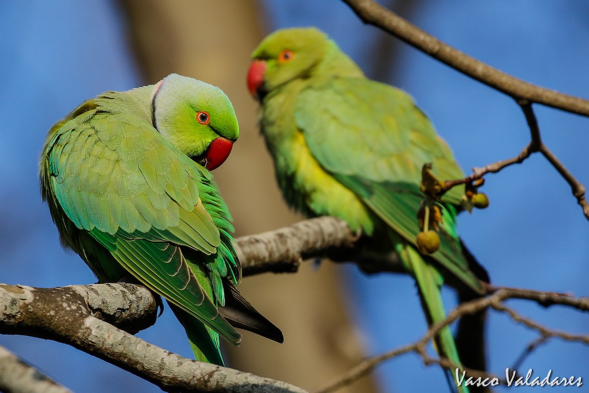Rose-ringed Parakeet - Vasco Valadares