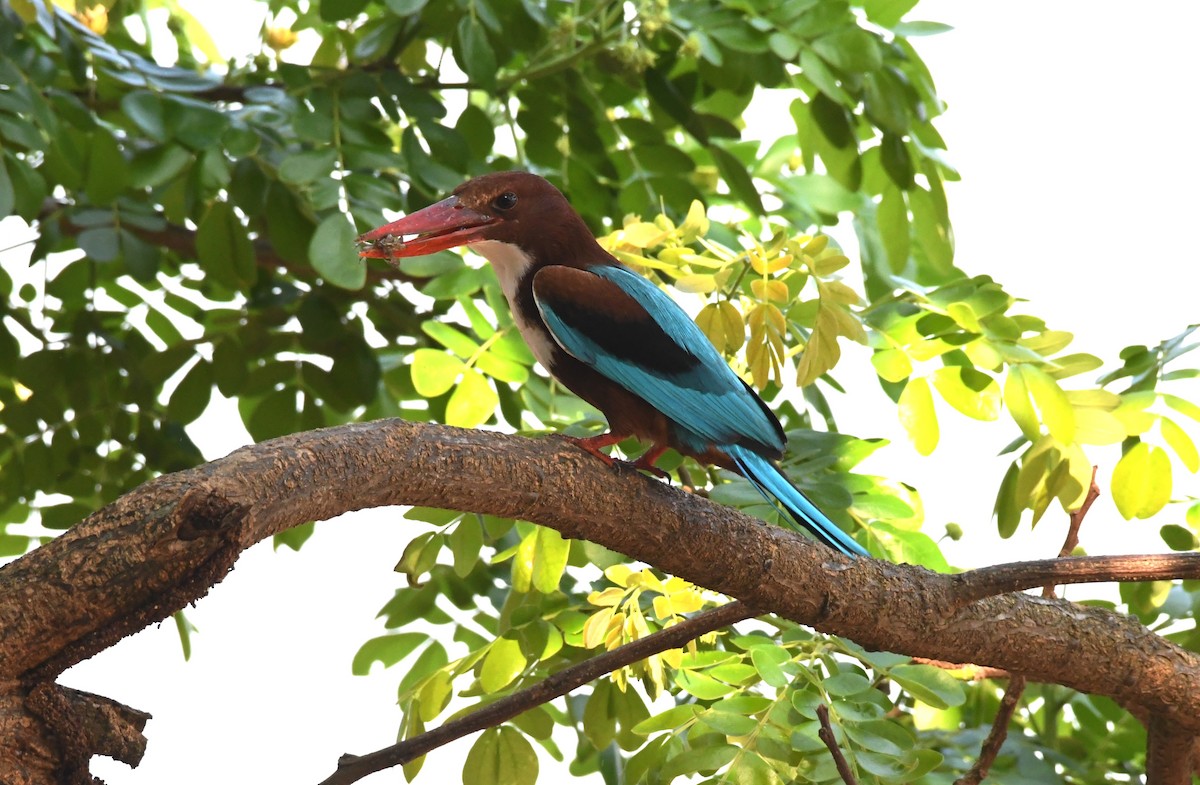 White-throated Kingfisher - ML314015561