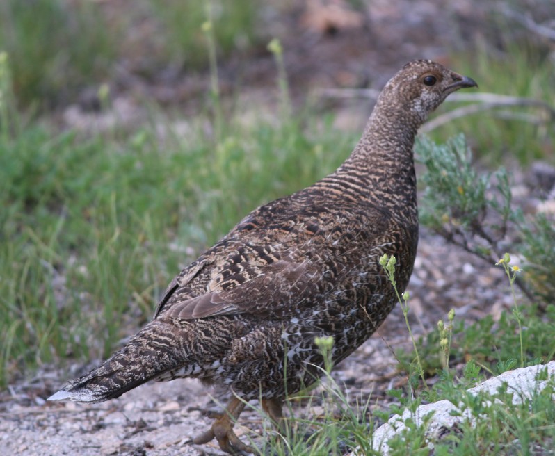 Sooty Grouse - Lance Benner
