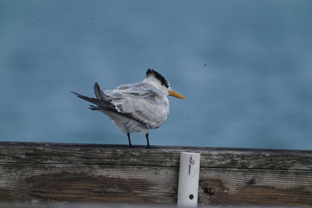 Royal Tern - ML314018491