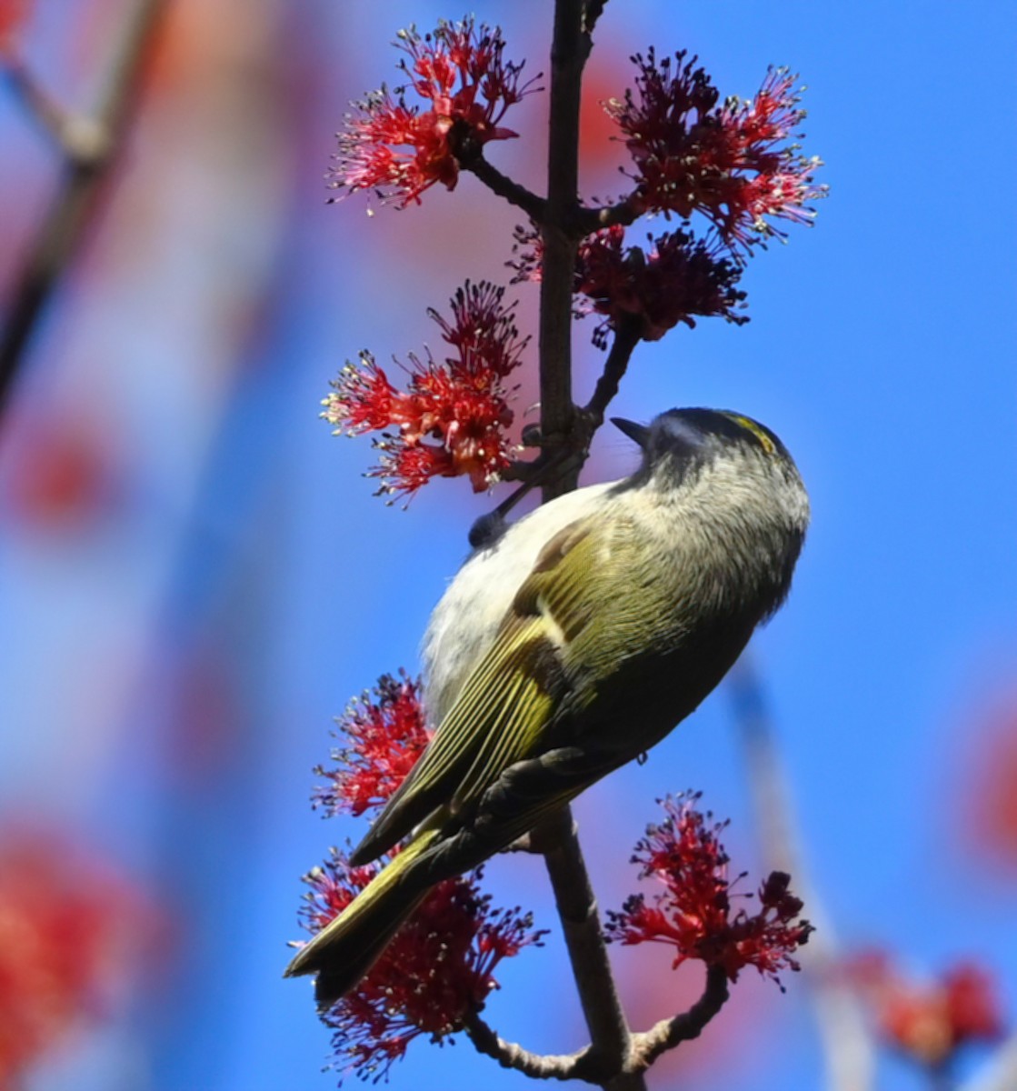 Golden-crowned Kinglet - ML314019191