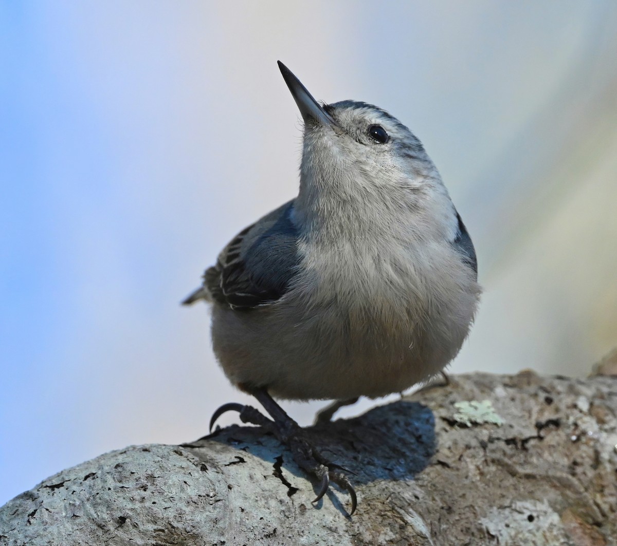 White-breasted Nuthatch - ML314019241