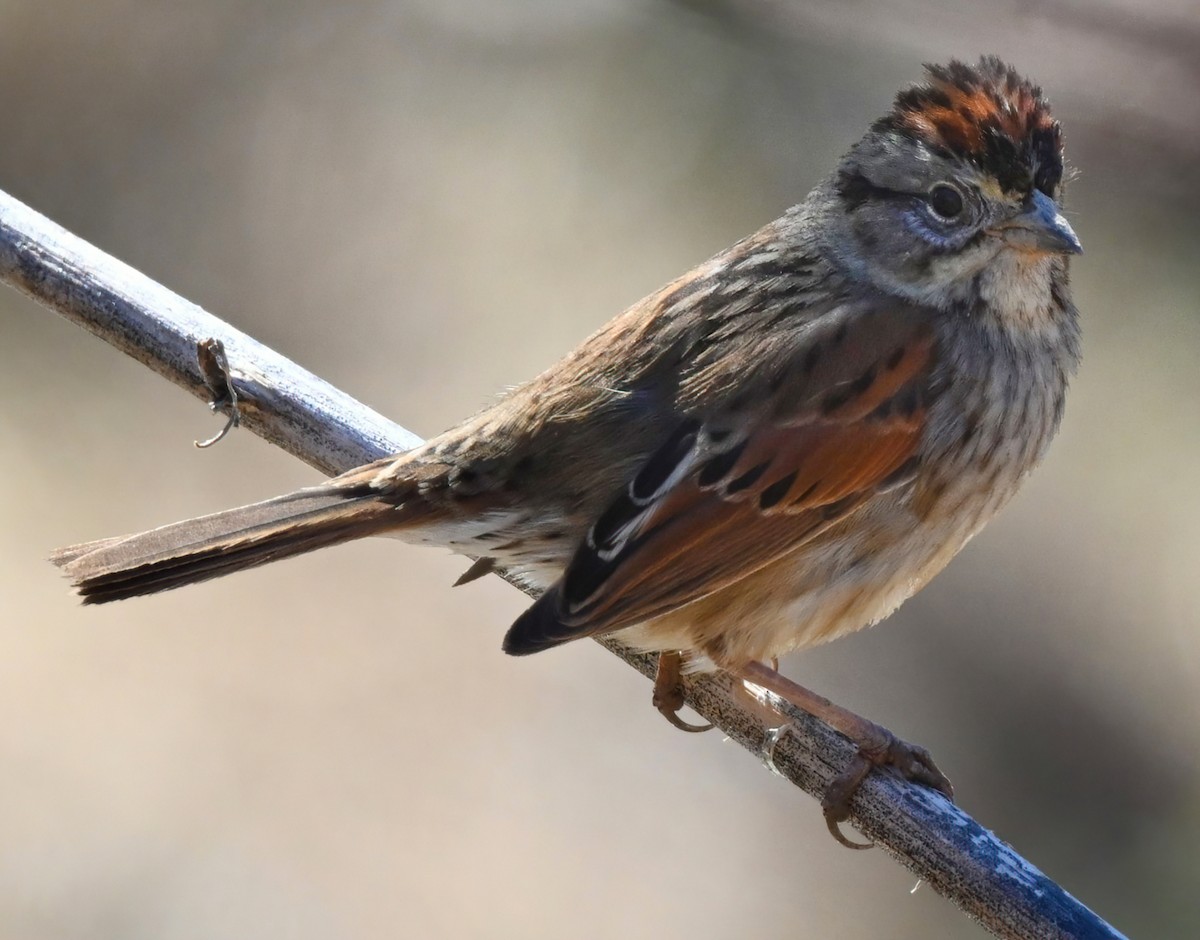 Swamp Sparrow - ML314019351