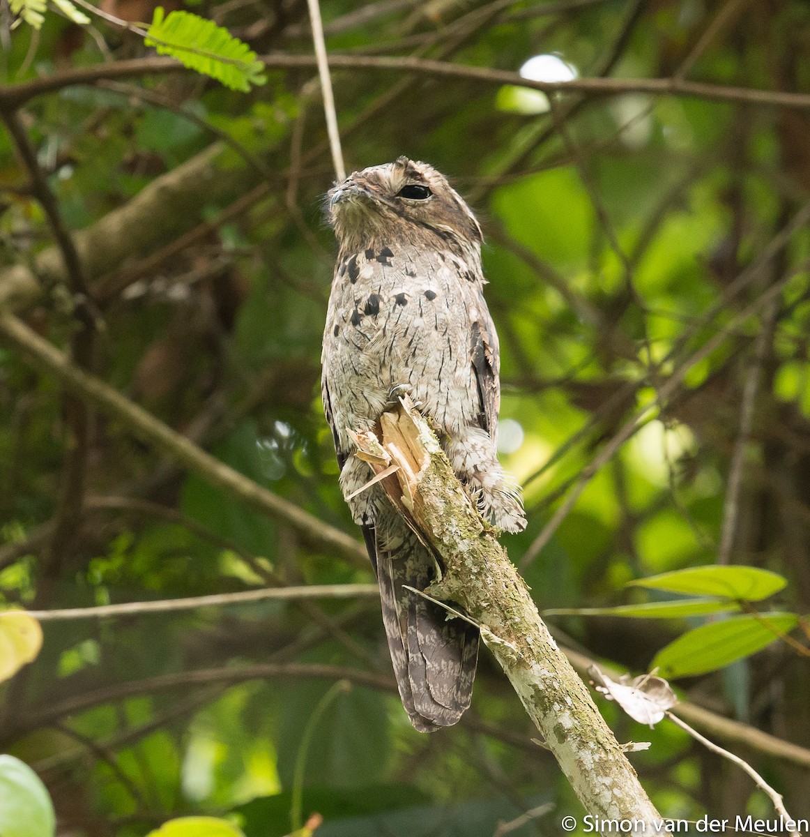 Great Potoo - Simon van der Meulen