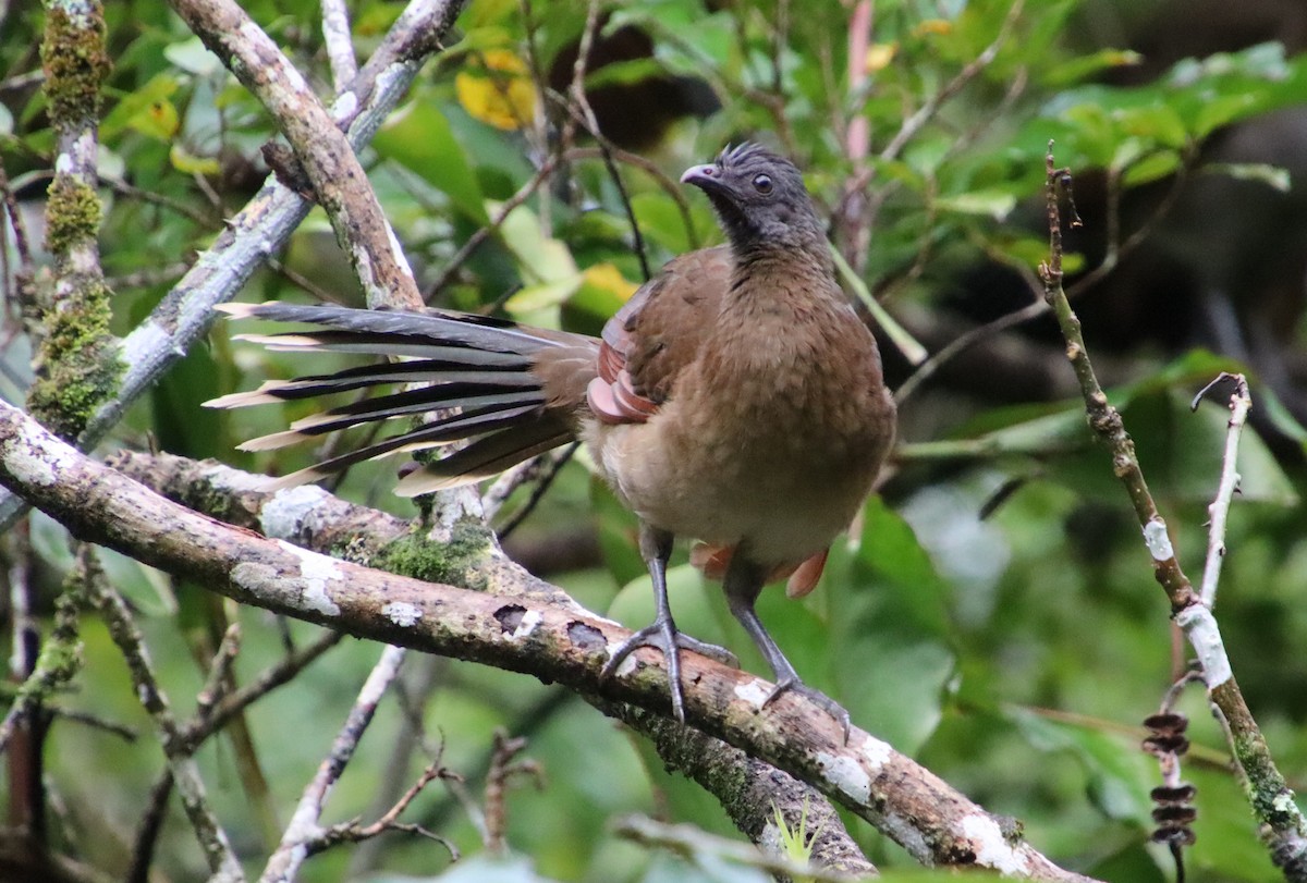 Gray-headed Chachalaca - ML314019601