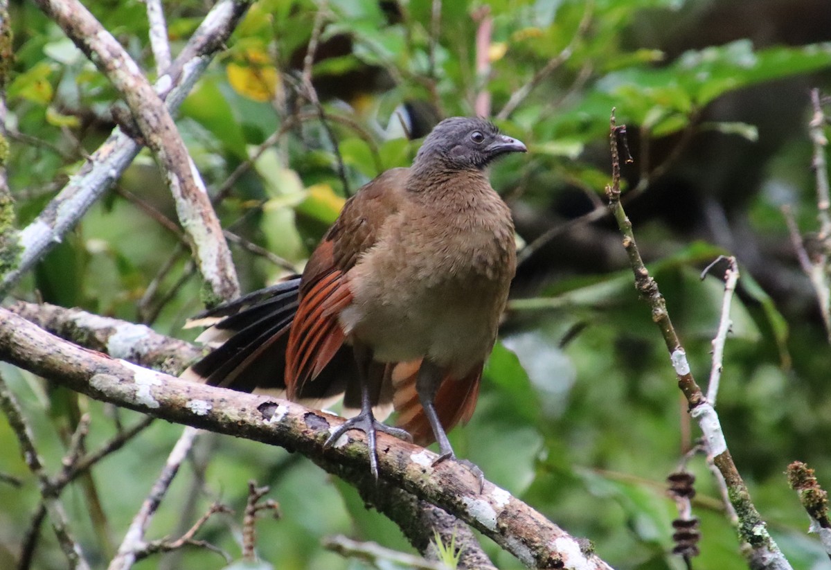 Gray-headed Chachalaca - ML314019611