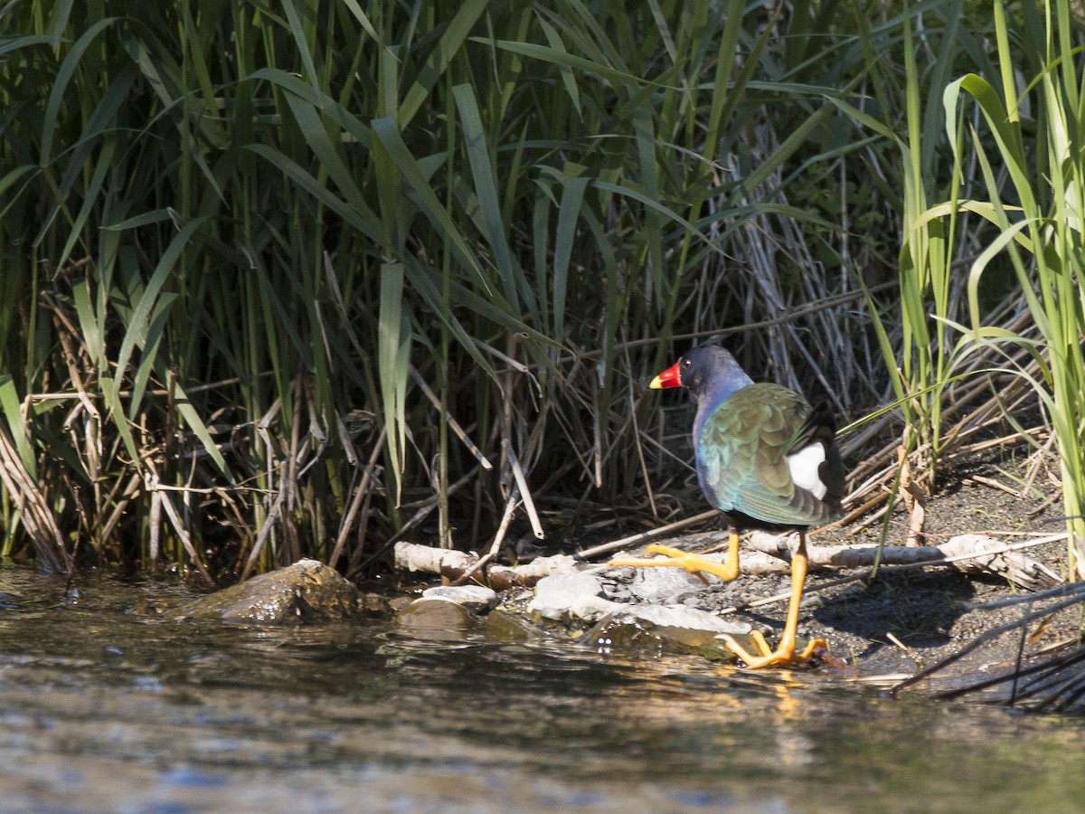 Purple Gallinule - ML314019751