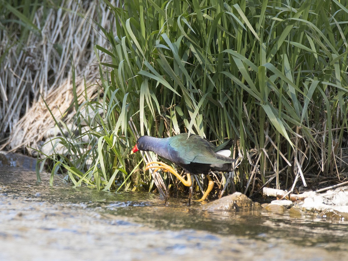 Purple Gallinule - Vernon Buckle