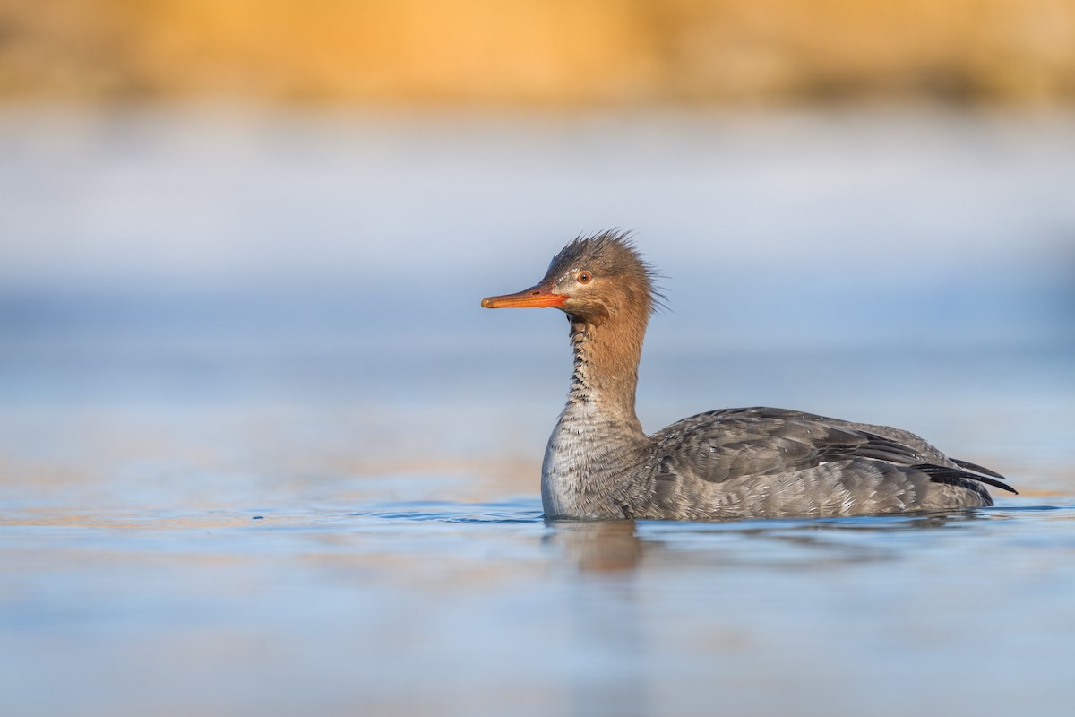 Red-breasted Merganser - ML314019941