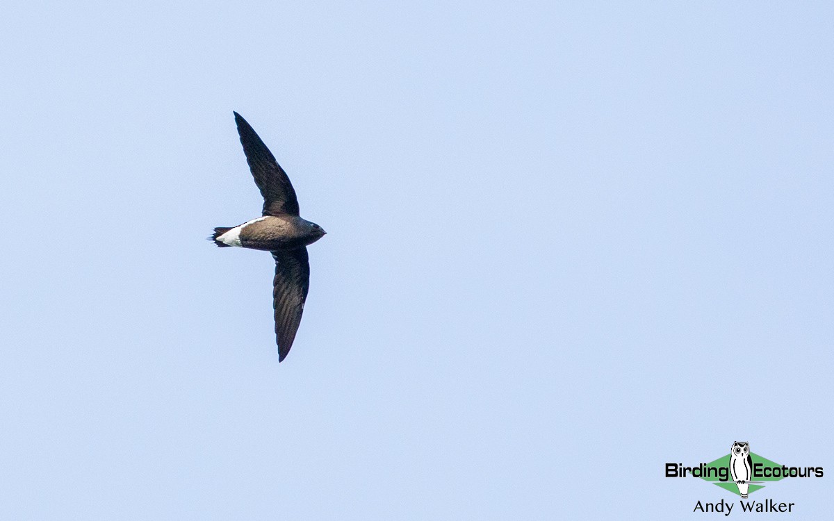 Brown-backed Needletail - ML314021361