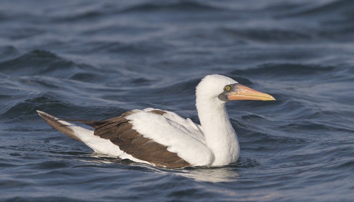 Nazca Booby - ML314022281