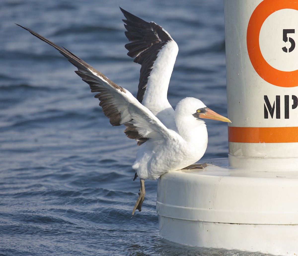 Nazca Booby - ML314022481