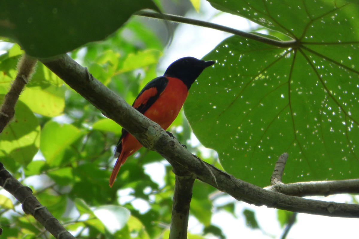 Scarlet Minivet - Juan Manuel Pérez de Ana