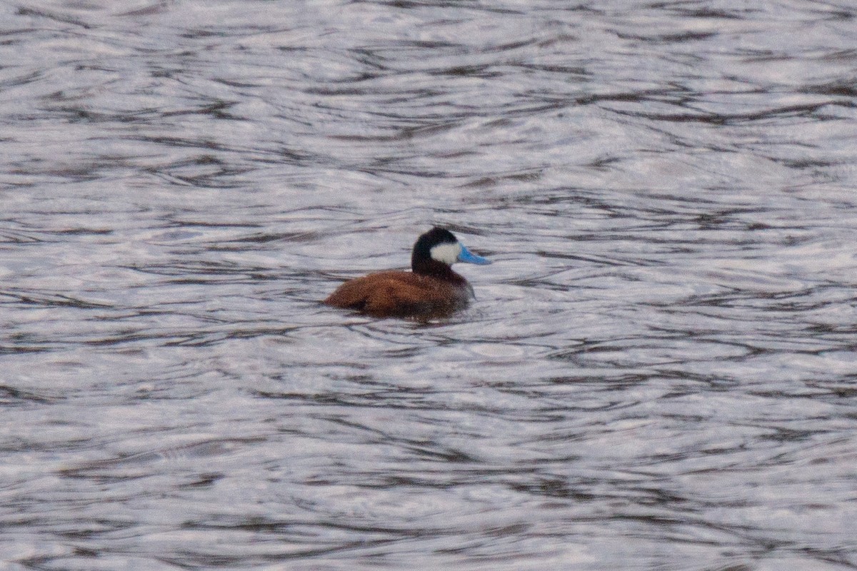 Ruddy Duck - ML314025111