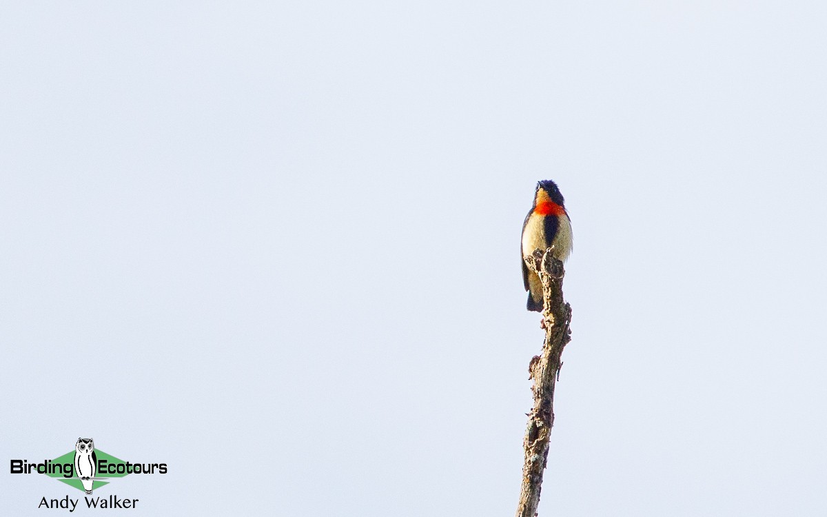 Javan Flowerpecker - ML314026711