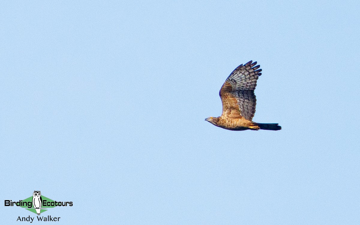 Согсоот гоорбис - ML314026841