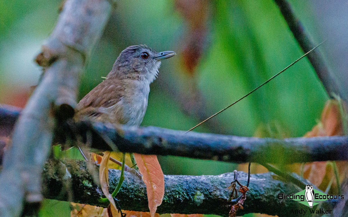 Horsfield's Babbler - ML314026981