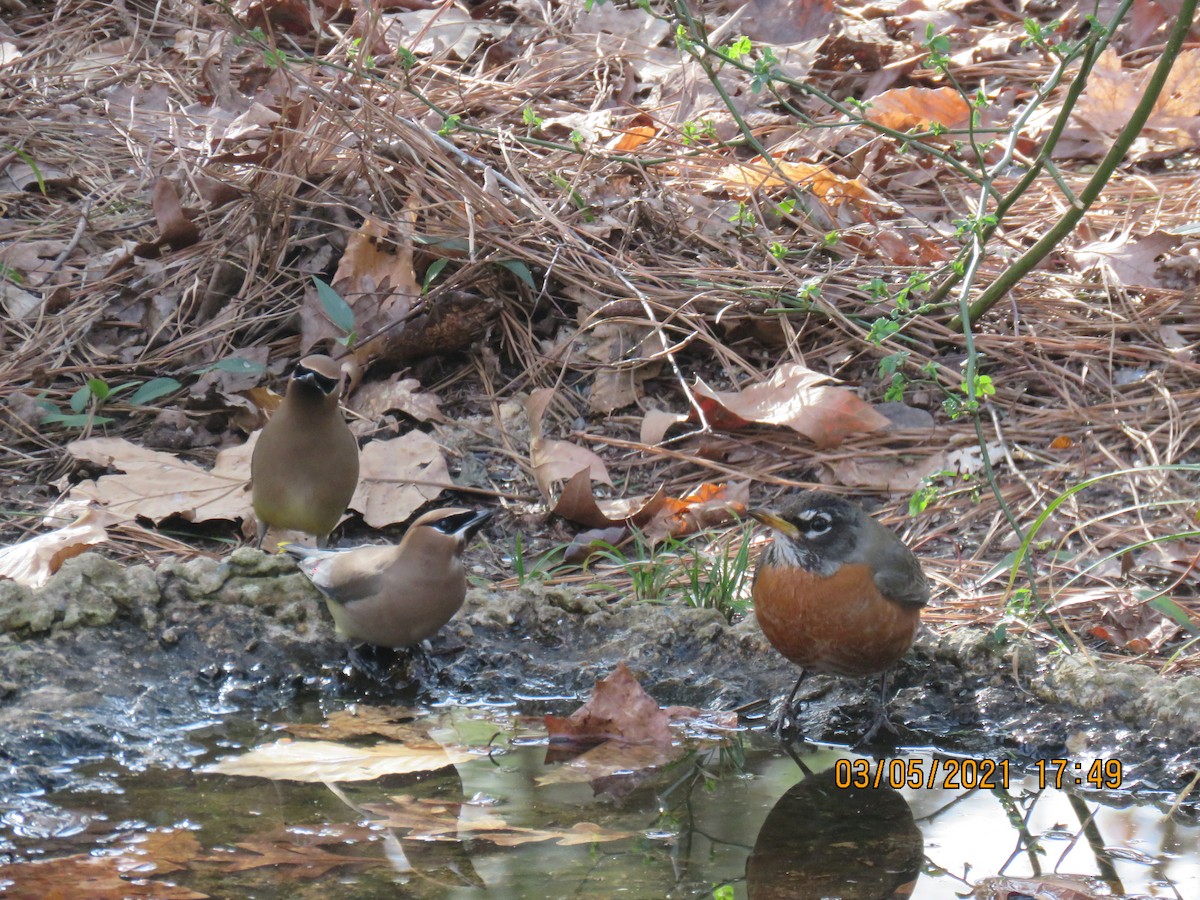 Cedar Waxwing - ML314027671