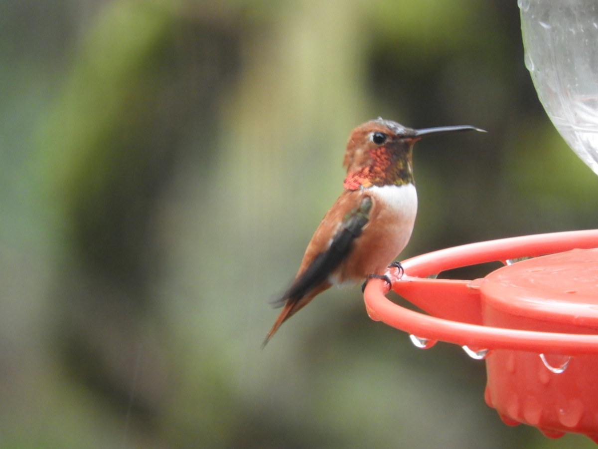 Rufous Hummingbird - ML314029721