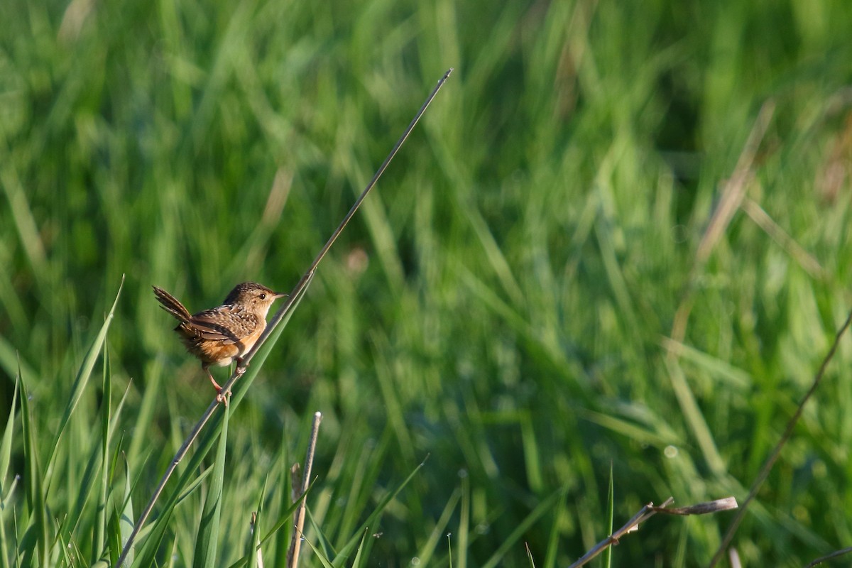 Sedge Wren - ML31403051