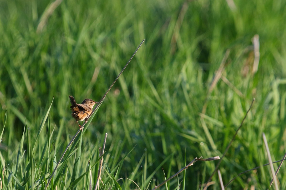 Sedge Wren - ML31403081