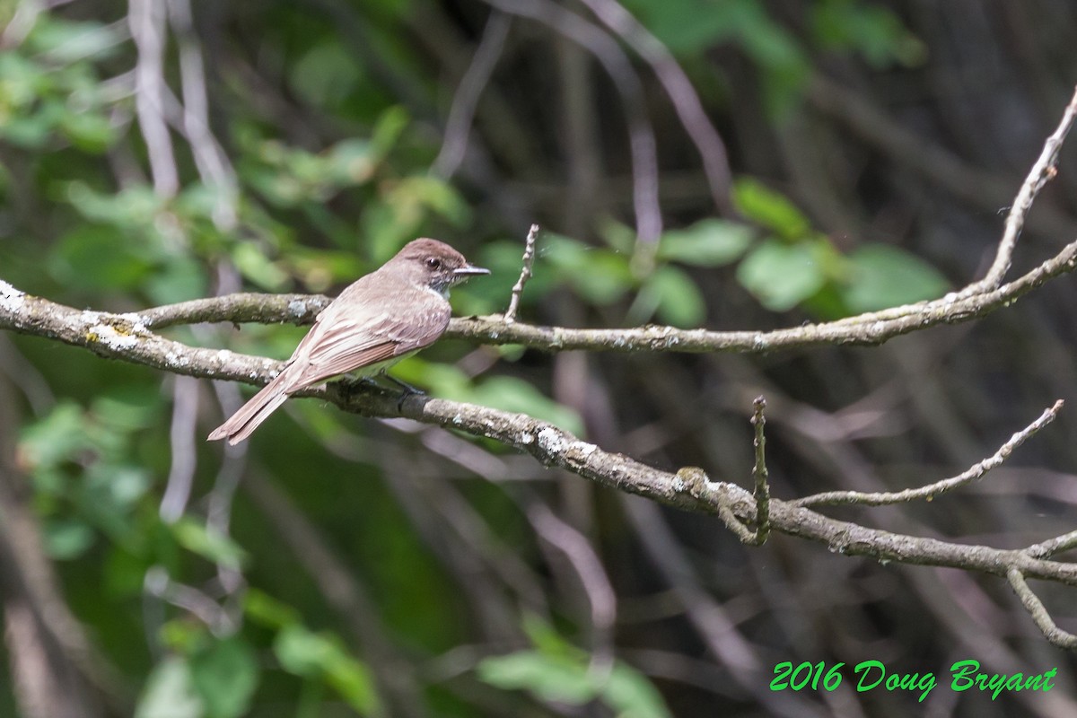 Great Crested Flycatcher - ML31403371