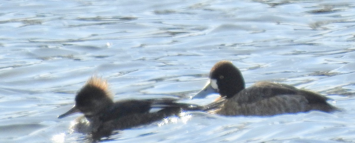 Lesser Scaup - Mary  McMahon