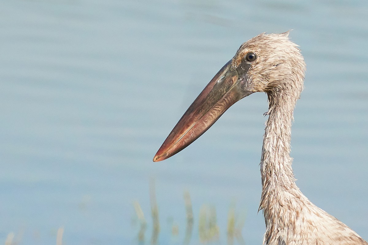 Asian Openbill - Raghavendra  Pai