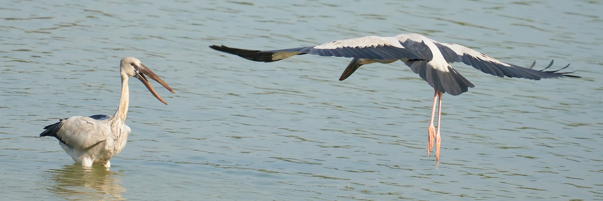 Asian Openbill - Raghavendra  Pai