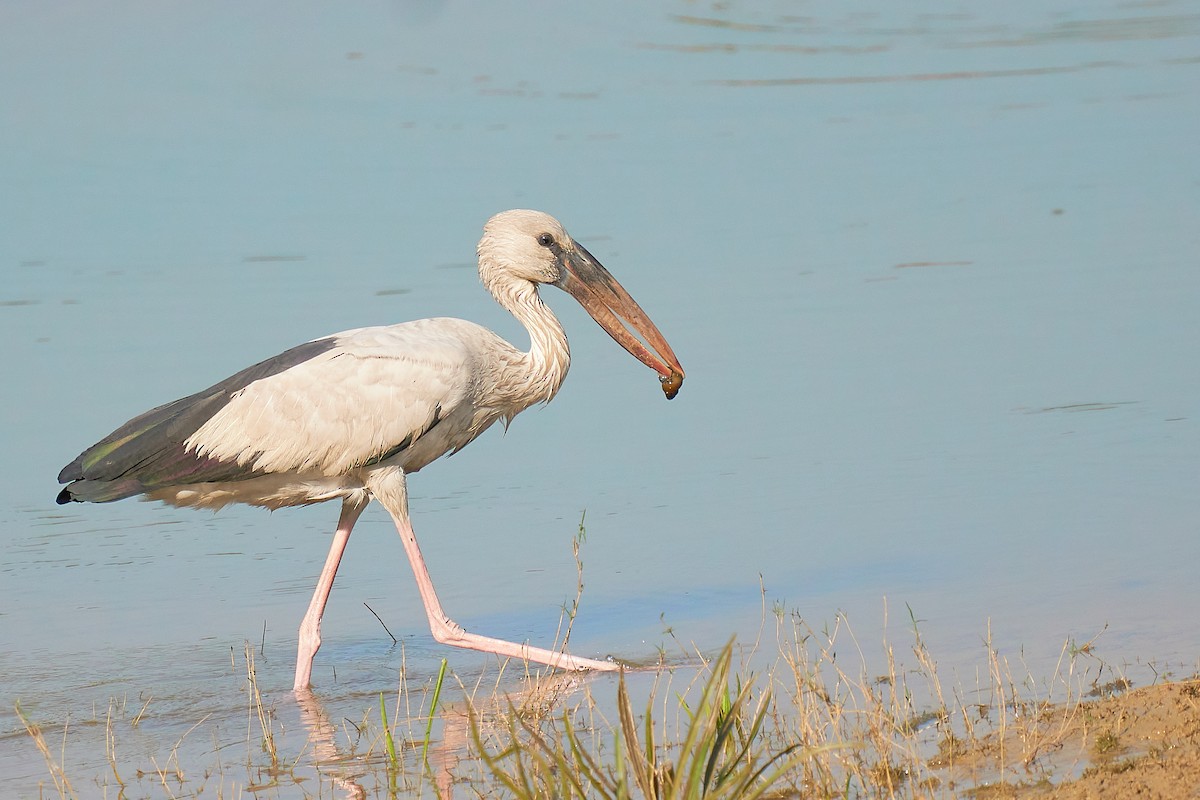 Asian Openbill - Raghavendra  Pai