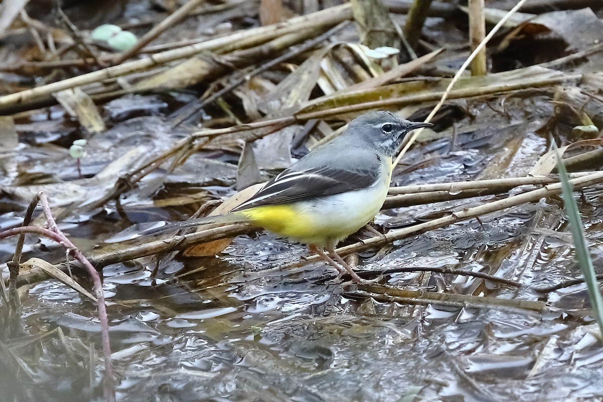 Gray Wagtail - ML314037151