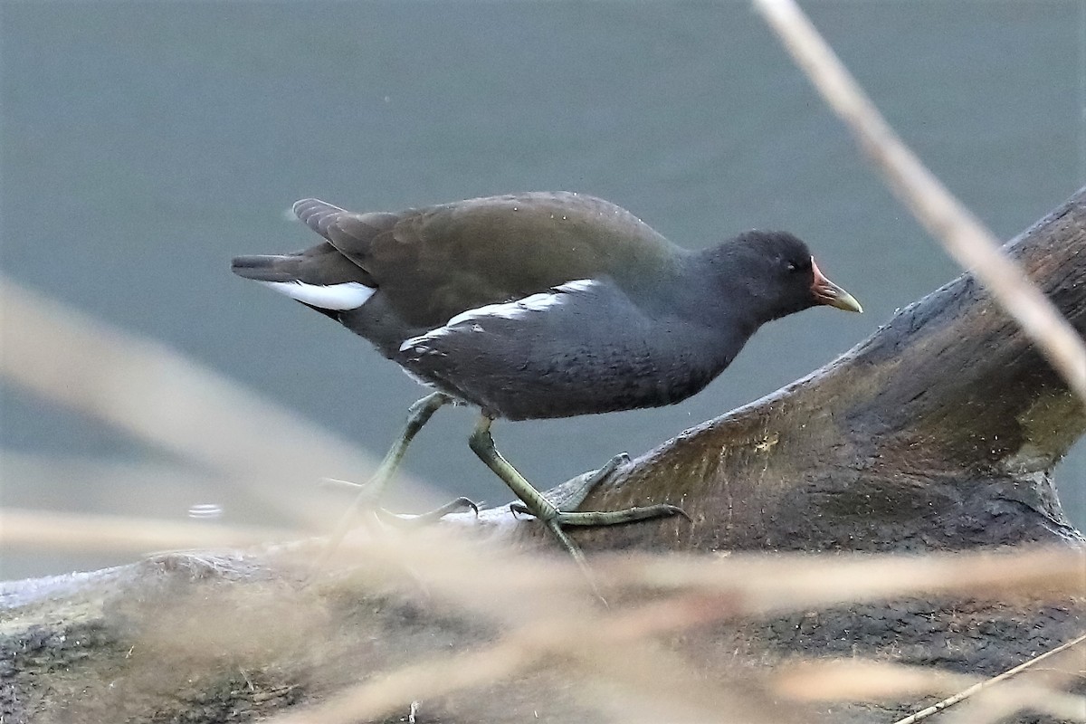 Eurasian Moorhen - ML314037221