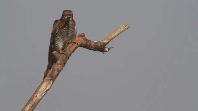 Gray-bellied Cuckoo - ML314037281