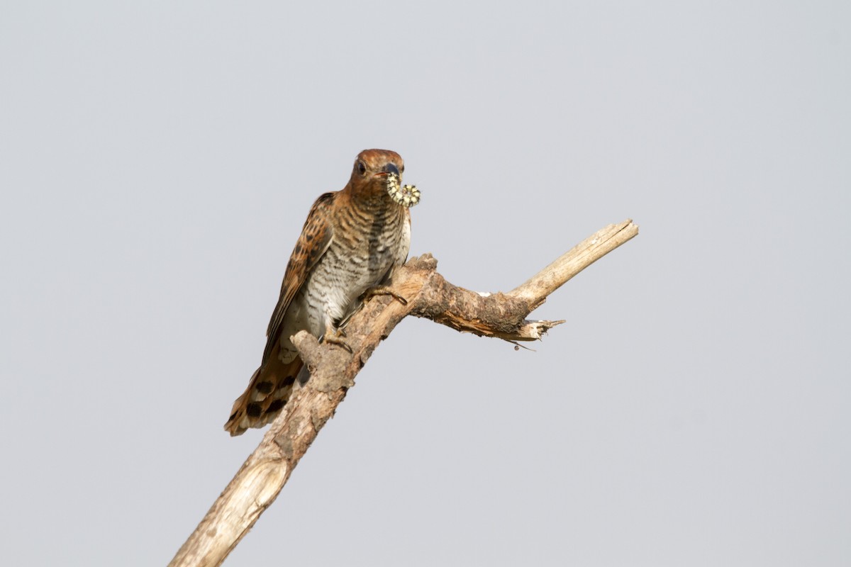Gray-bellied Cuckoo - ML314037291