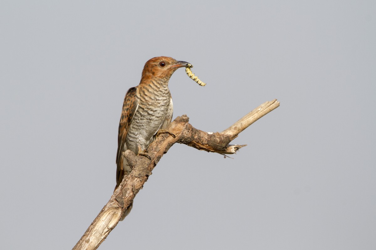Gray-bellied Cuckoo - ML314037301