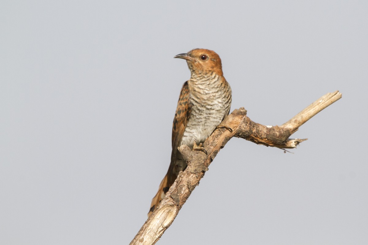 Gray-bellied Cuckoo - ML314037311