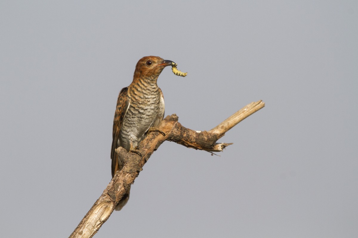 Gray-bellied Cuckoo - ML314037341