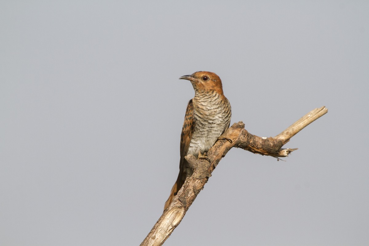 Gray-bellied Cuckoo - ML314037371