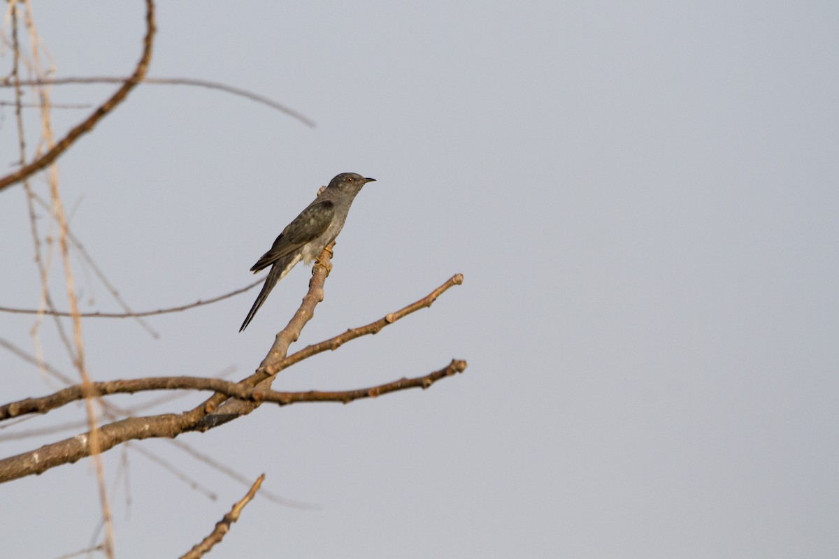 Gray-bellied Cuckoo - ML314037401