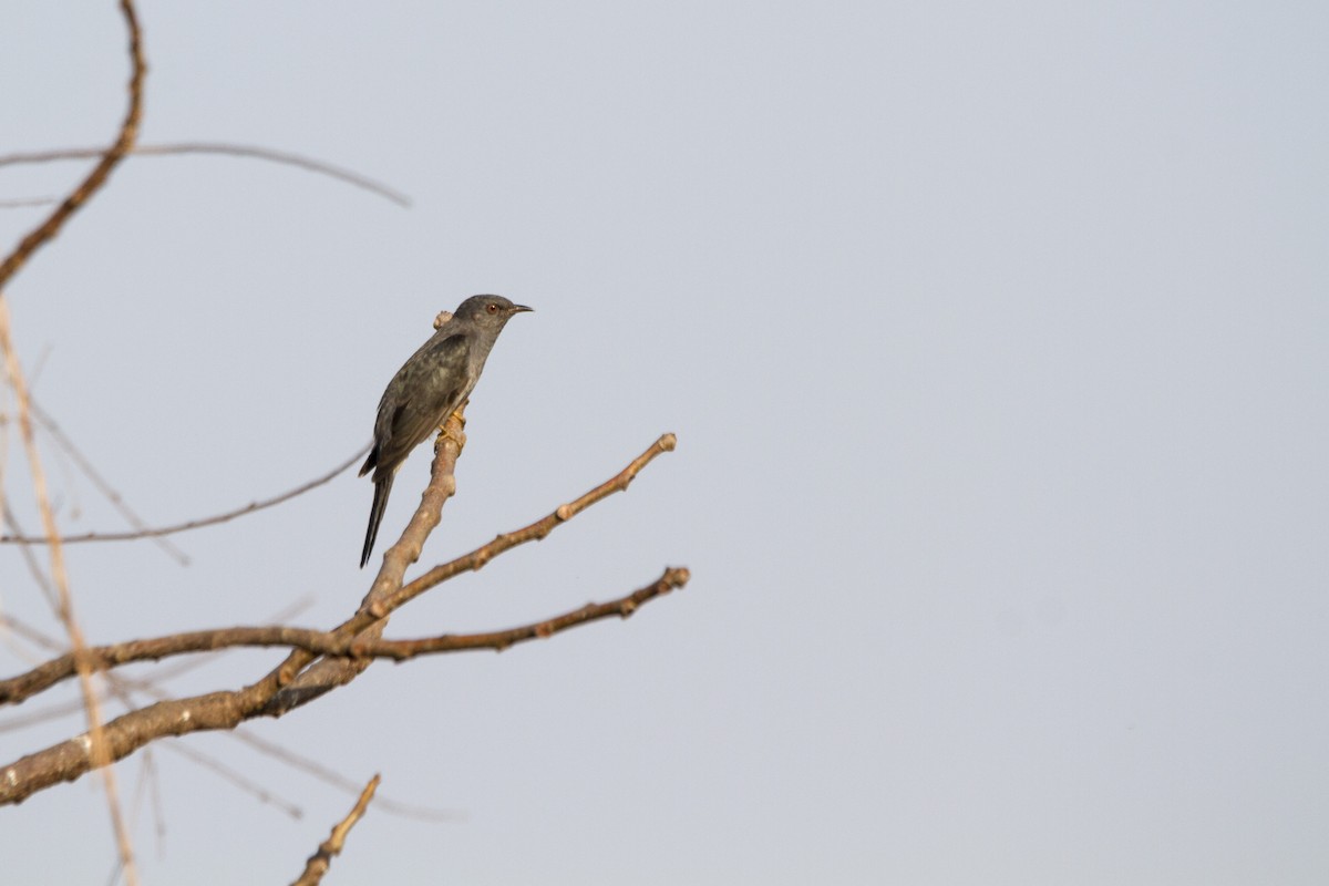 Gray-bellied Cuckoo - ML314037411