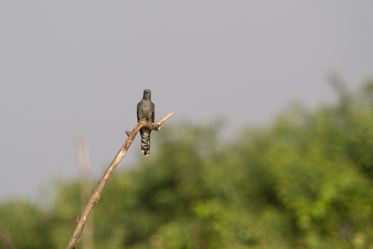 Gray-bellied Cuckoo - ML314037441