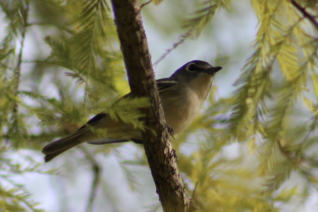 Blue-headed Vireo - ML314038651