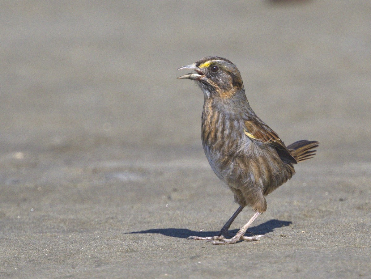 Seaside Sparrow - ML314039851