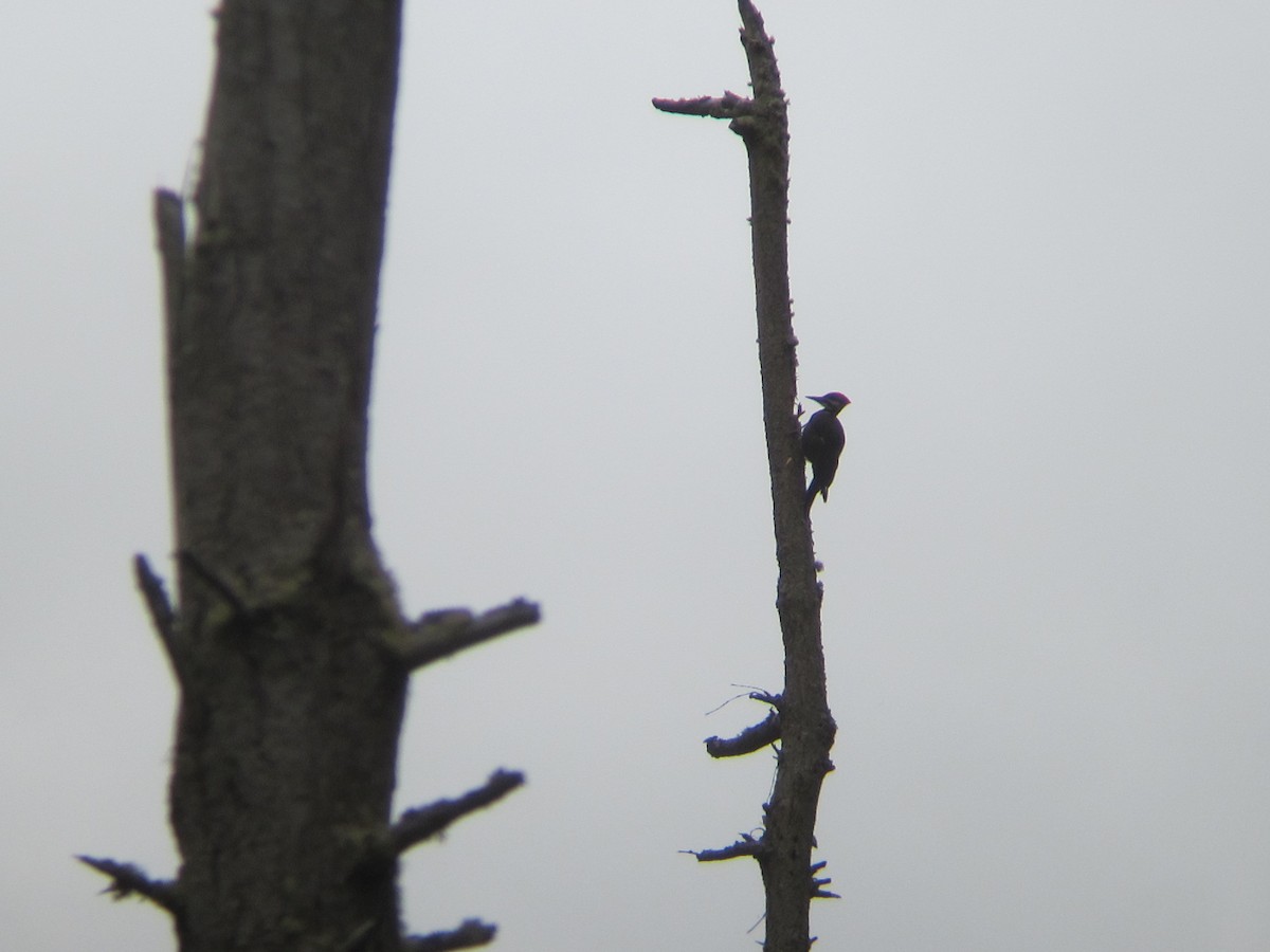 Pileated Woodpecker - ML31403991