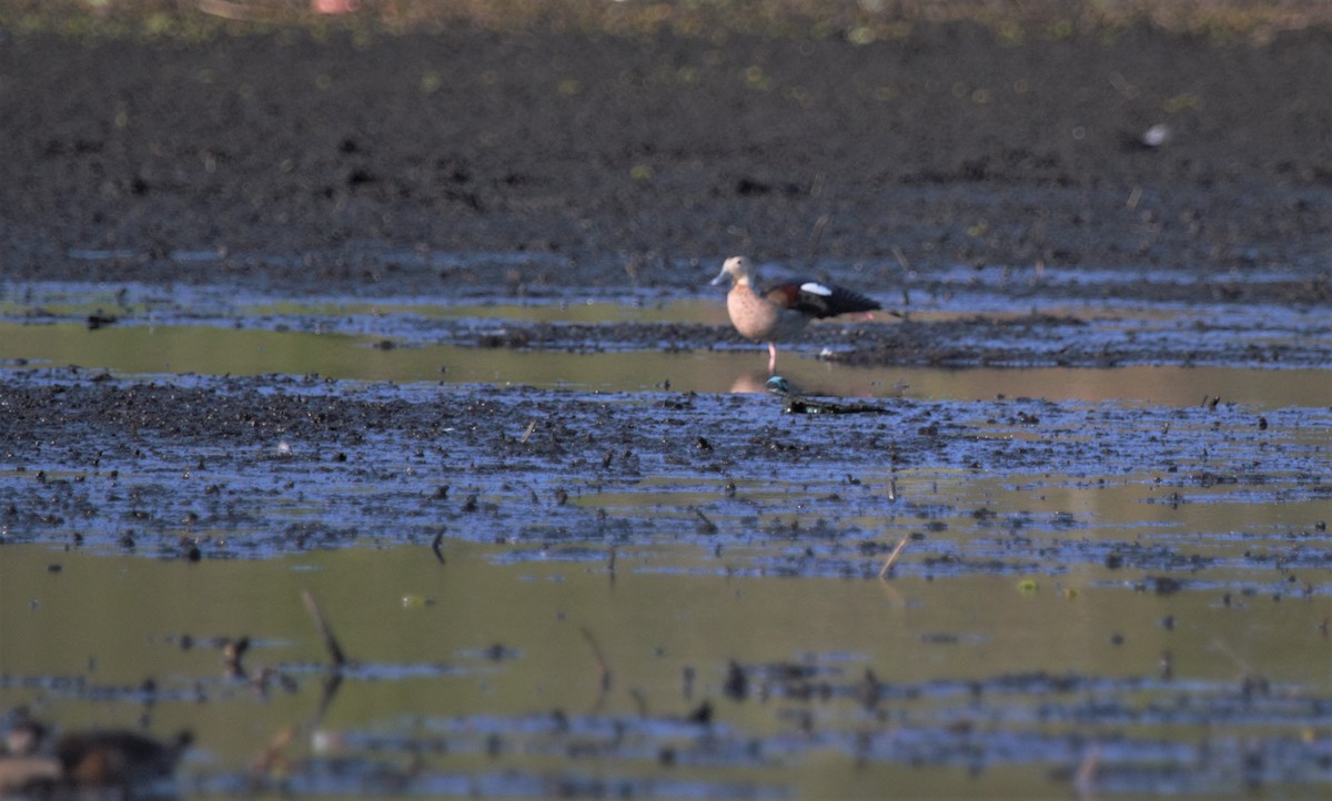 Ringed Teal - ML314040231