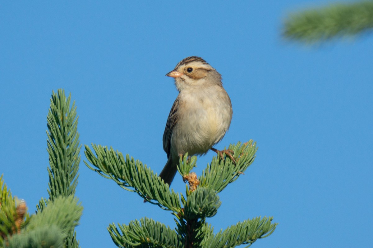 Clay-colored Sparrow - David Turgeon
