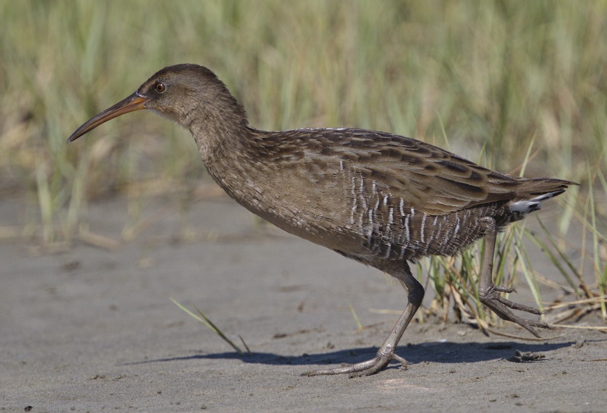 Clapper Rail - Iris Kilpatrick