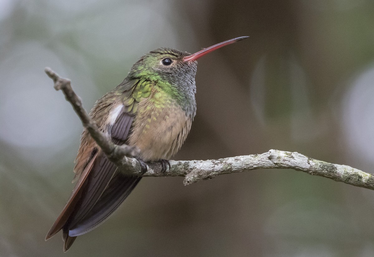 Buff-bellied Hummingbird - Caleb Putnam